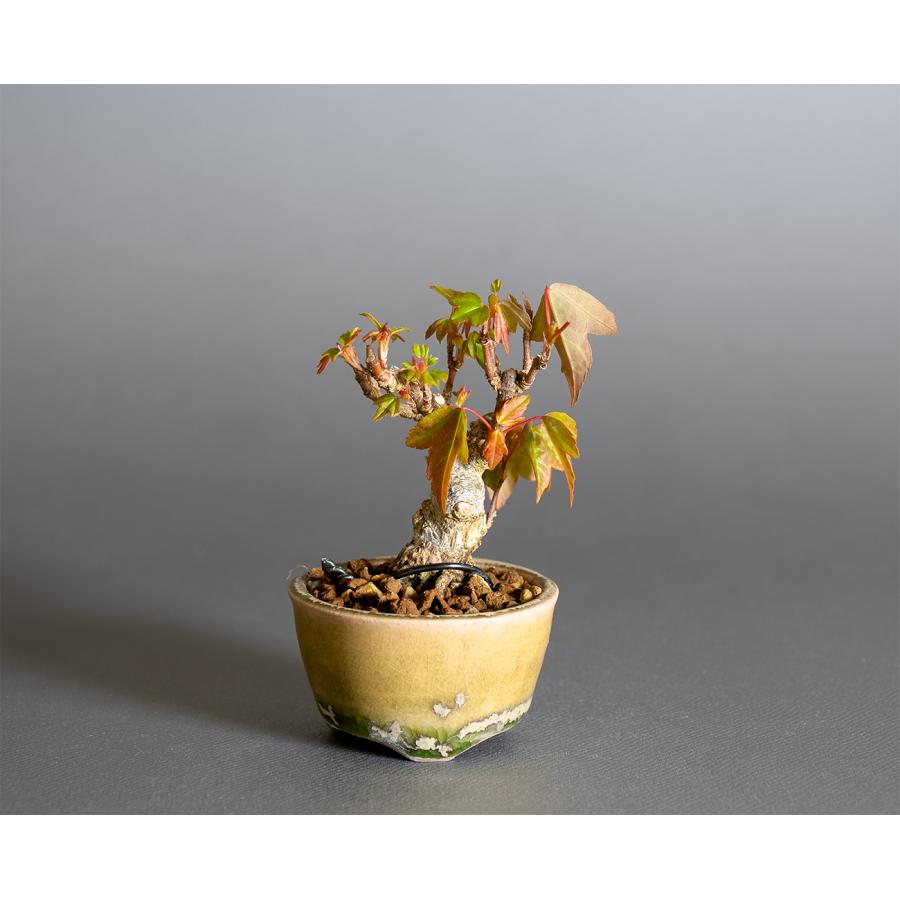 プチ盆栽　トウカエデ盆栽　唐楓（とうかえで・ミニ盆栽 唐楓）小さな盆栽　4370 | 