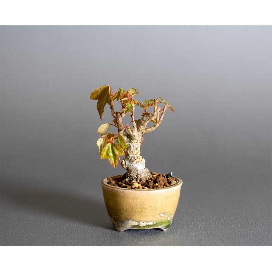 プチ盆栽　トウカエデ盆栽　唐楓（とうかえで・ミニ盆栽 唐楓）小さな盆栽　4370 |  | 01