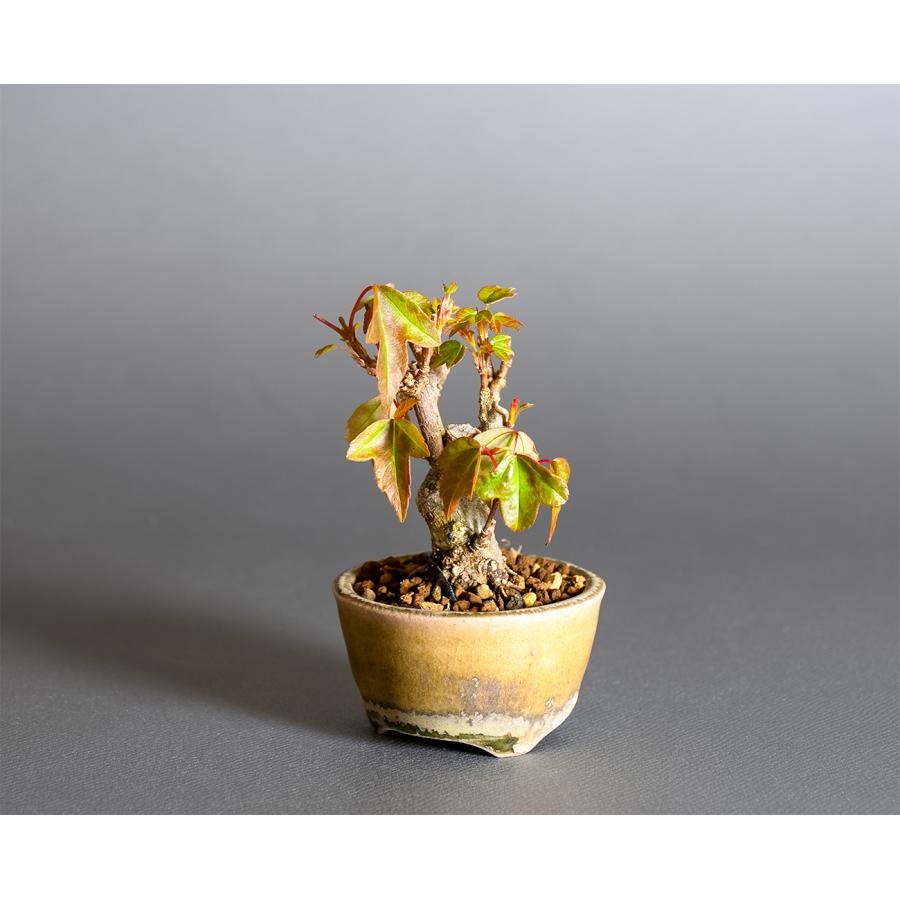 プチ盆栽　トウカエデ盆栽　唐楓（とうかえで・ミニ盆栽 唐楓）小さな盆栽　4370 |  | 02