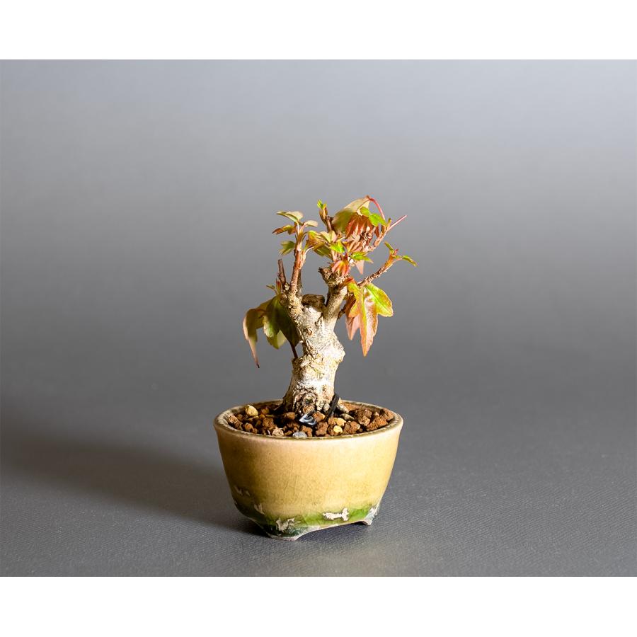 プチ盆栽　トウカエデ盆栽　唐楓（とうかえで・ミニ盆栽 唐楓）小さな盆栽　4370 |  | 03
