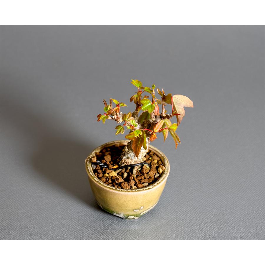 プチ盆栽　トウカエデ盆栽　唐楓（とうかえで・ミニ盆栽 唐楓）小さな盆栽　4370 |  | 04