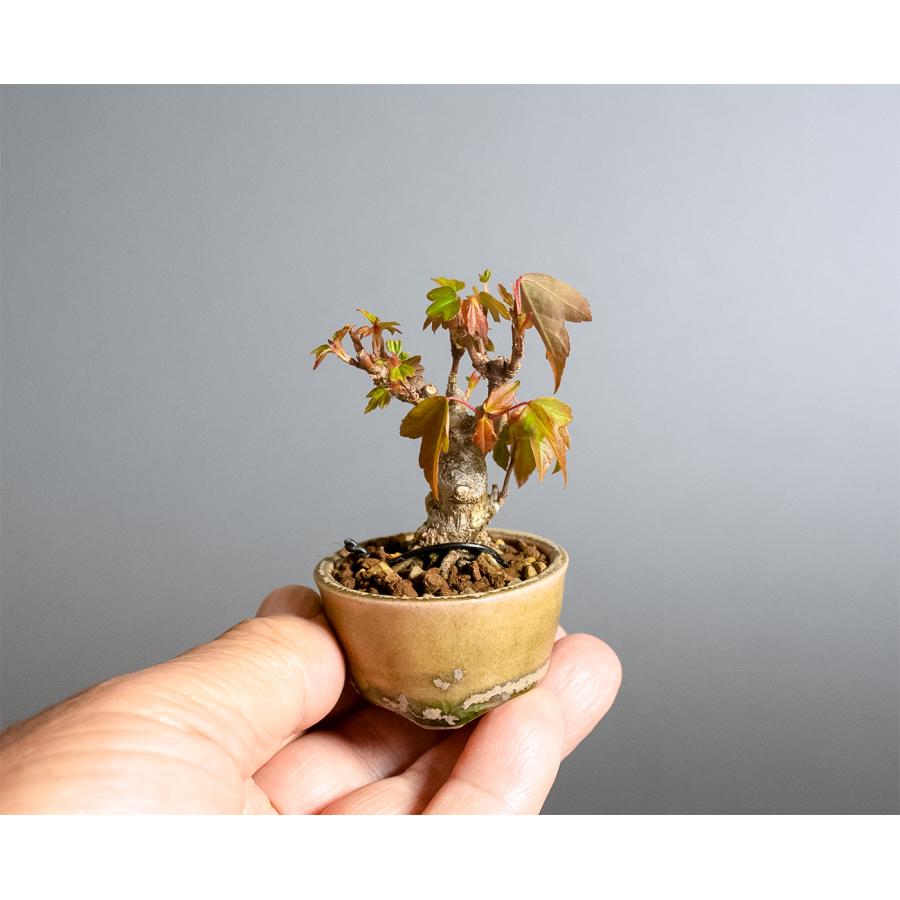 プチ盆栽　トウカエデ盆栽　唐楓（とうかえで・ミニ盆栽 唐楓）小さな盆栽　4370 |  | 05