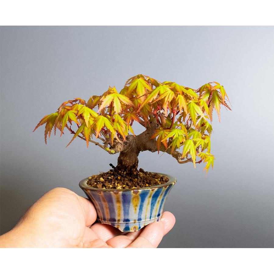 ミニ盆栽 もみじ イロハモミジ盆栽（いろは紅葉 ミニ盆栽）小さな盆栽