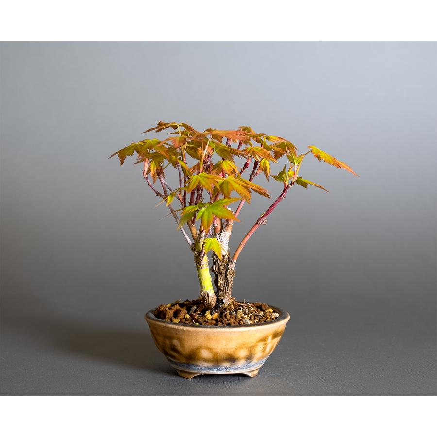 観葉植物 苔 盆栽 モミジ モミジ ミニ盆栽 苔盆栽 豆盆栽 草もの盆栽 植木