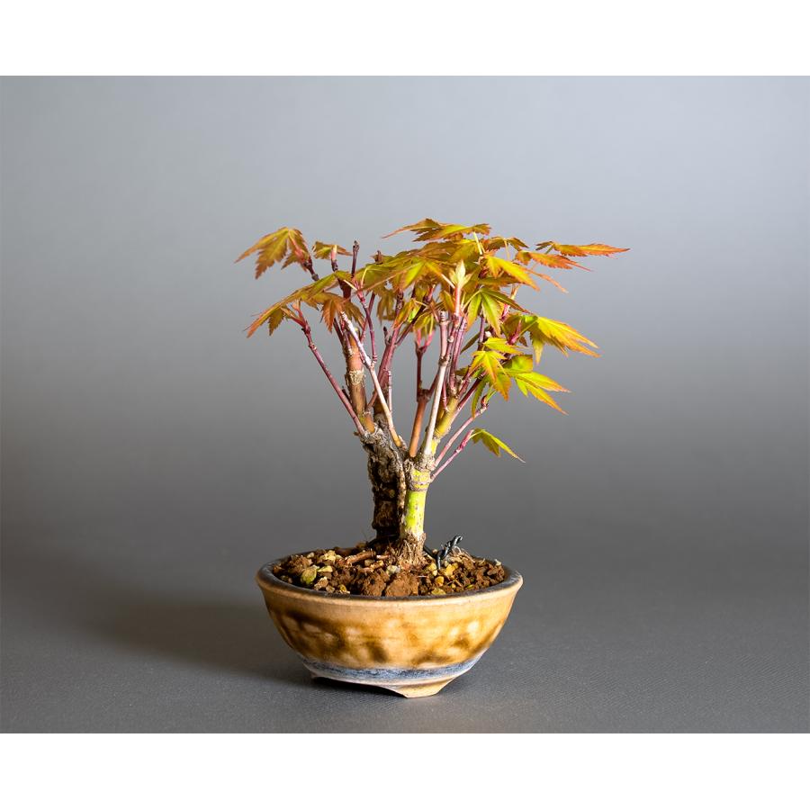 ミニ盆栽 もみじ 荒皮性モミジ盆栽（荒皮もみじ・荒皮性紅葉 豆盆栽