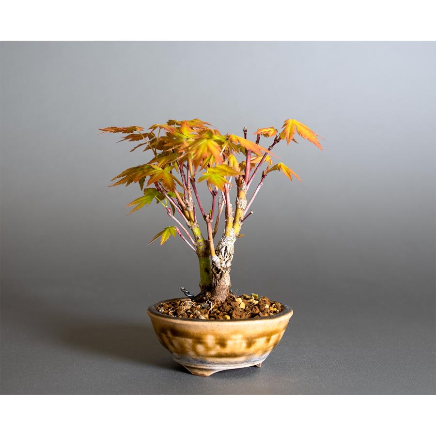 ミニ盆栽 もみじ 荒皮性モミジ盆栽（荒皮もみじ・荒皮性紅葉 豆盆栽