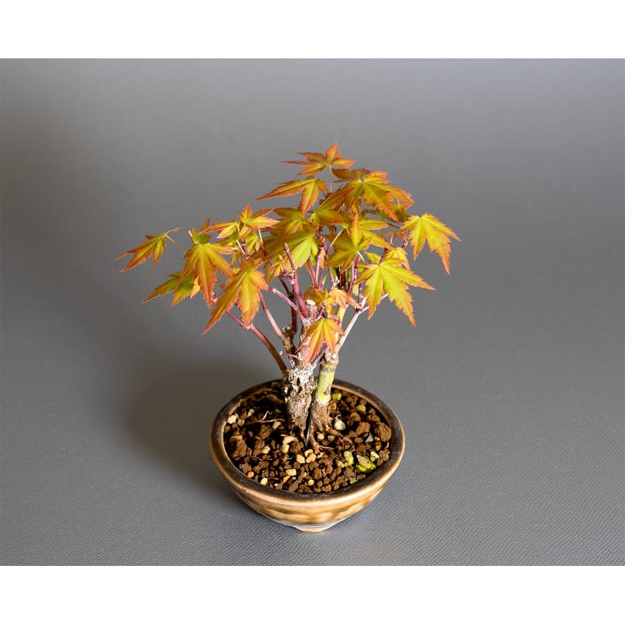 ミニ盆栽 もみじ 荒皮性モミジ盆栽（荒皮もみじ・荒皮性紅葉 豆盆栽