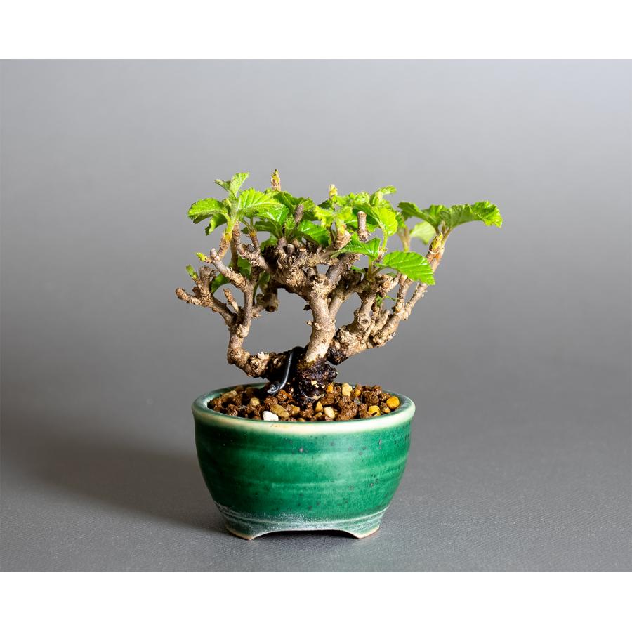 smeru　盆栽 楽天市場】盆栽 酸実 樹高 約7cm ずみ Malus toringo ズミ 実物 黄