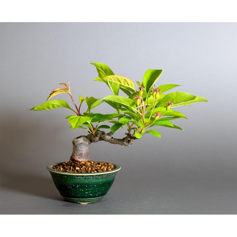 盆栽　ミヤマカイドウ　姫美好（ヒメビコウ・深山海棠 ミニ盆栽）小品盆栽　4377 | 