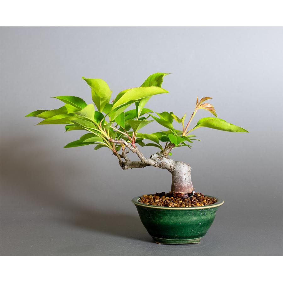 盆栽　ミヤマカイドウ　姫美好（ヒメビコウ・深山海棠 ミニ盆栽）小品盆栽　4377 |  | 01