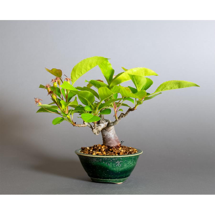 盆栽　ミヤマカイドウ　姫美好（ヒメビコウ・深山海棠 ミニ盆栽）小品盆栽　4377 |  | 02