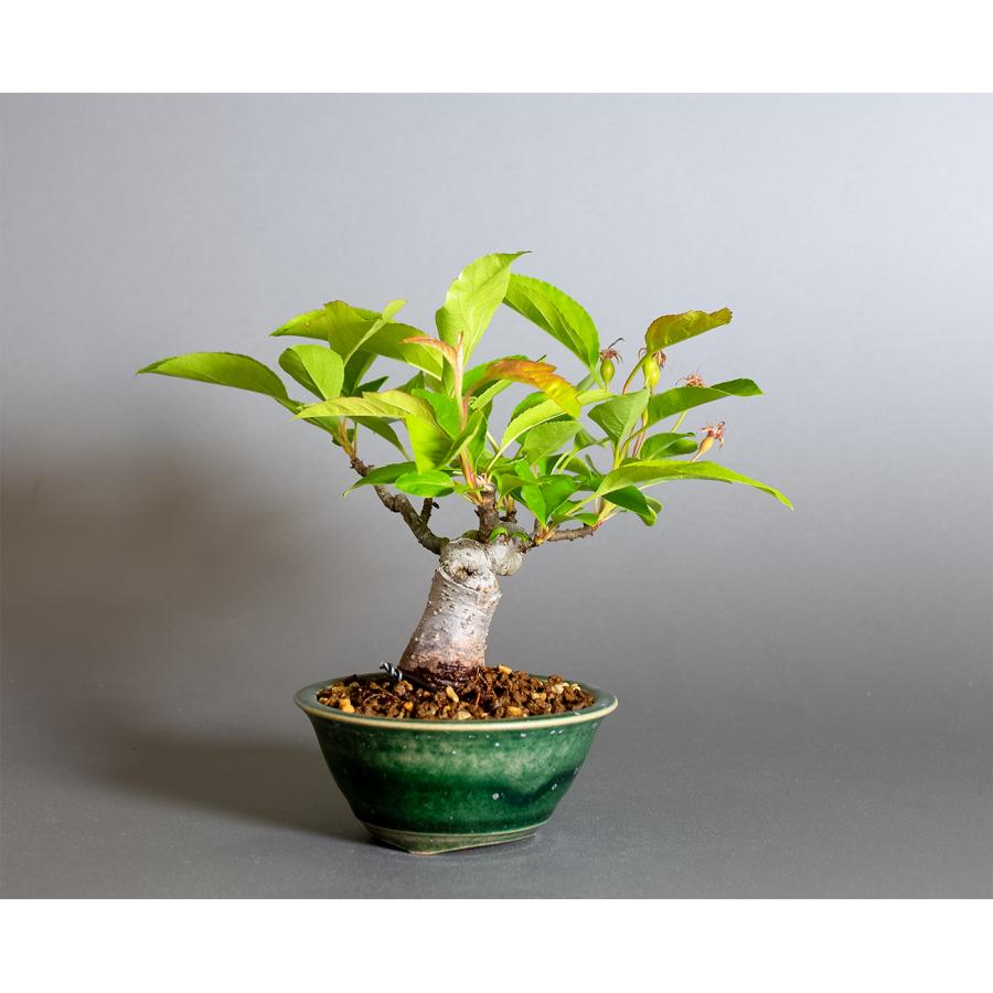 盆栽　ミヤマカイドウ　姫美好（ヒメビコウ・深山海棠 ミニ盆栽）小品盆栽　4377 |  | 03