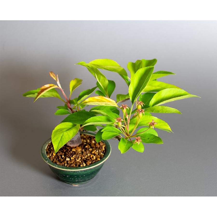 盆栽　ミヤマカイドウ　姫美好（ヒメビコウ・深山海棠 ミニ盆栽）小品盆栽　4377 |  | 04