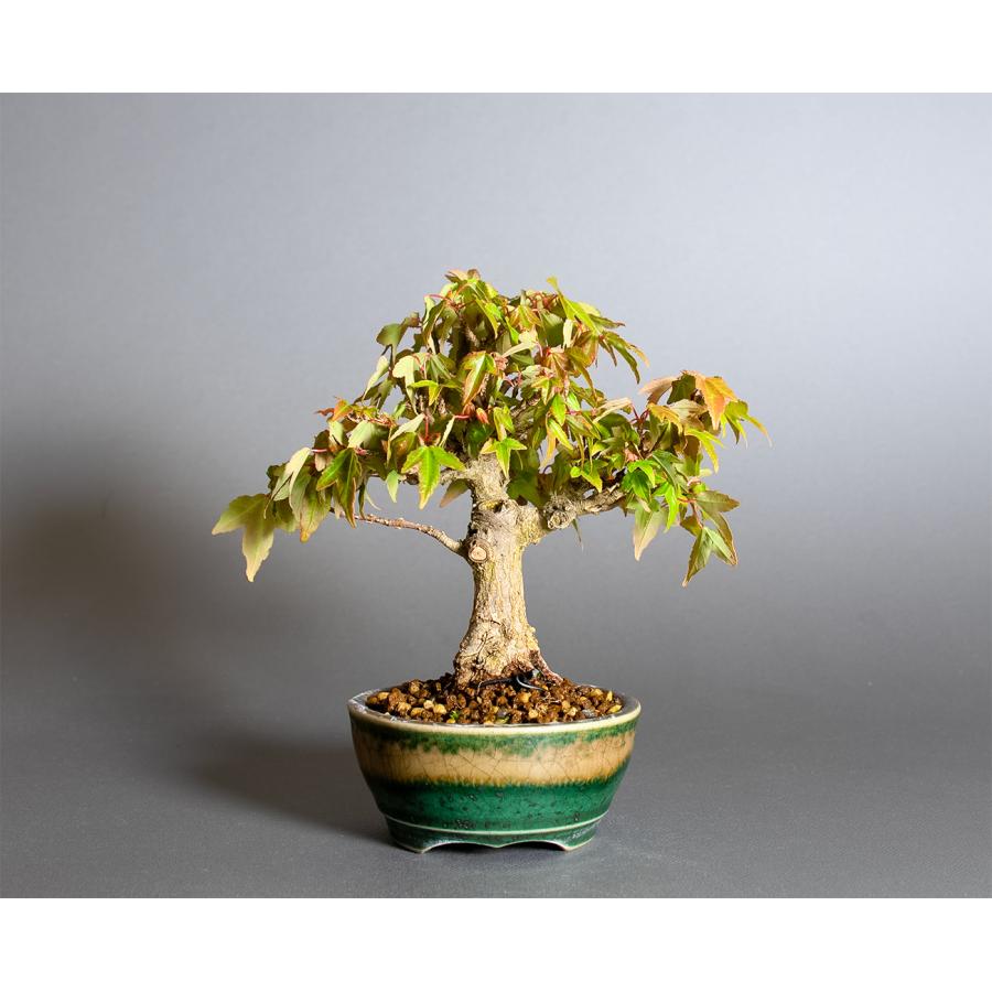 盆栽　トウカエデ盆栽（とうかえで・唐楓 ミニ盆栽）小品盆栽　4378 |  | 01