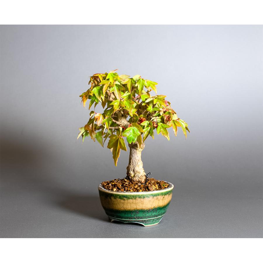 盆栽　トウカエデ盆栽（とうかえで・唐楓 ミニ盆栽）小品盆栽　4378 |  | 02
