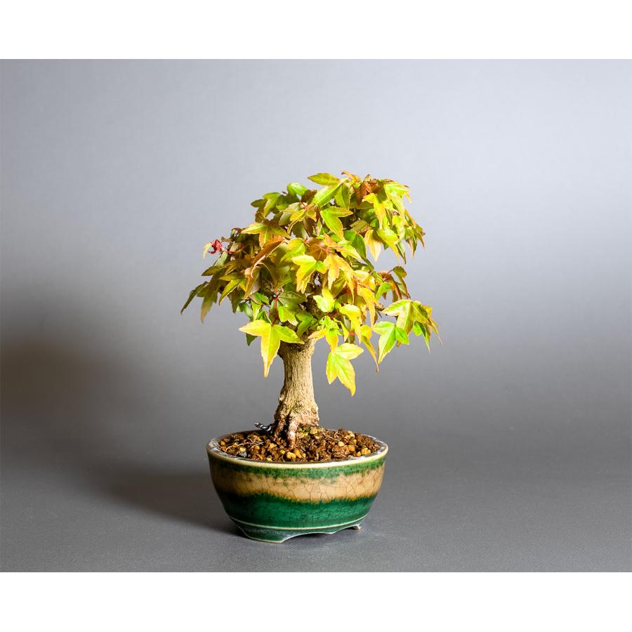 盆栽　トウカエデ盆栽（とうかえで・唐楓 ミニ盆栽）小品盆栽　4378 |  | 03