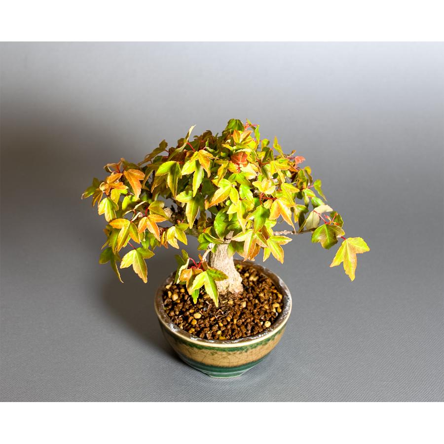 盆栽　トウカエデ盆栽（とうかえで・唐楓 ミニ盆栽）小品盆栽　4378 |  | 04