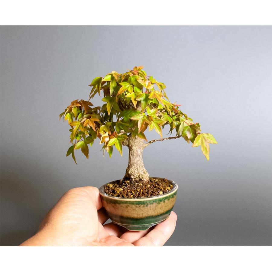 盆栽　トウカエデ盆栽（とうかえで・唐楓 ミニ盆栽）小品盆栽　4378 |  | 05
