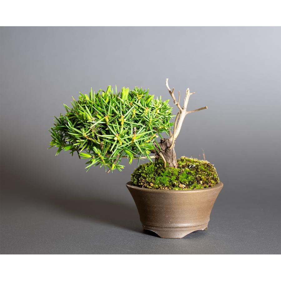 ミニ盆栽　トショウ盆栽　杜松（としょう・小盆栽 杜松）小さな盆栽　4380 |  | 01