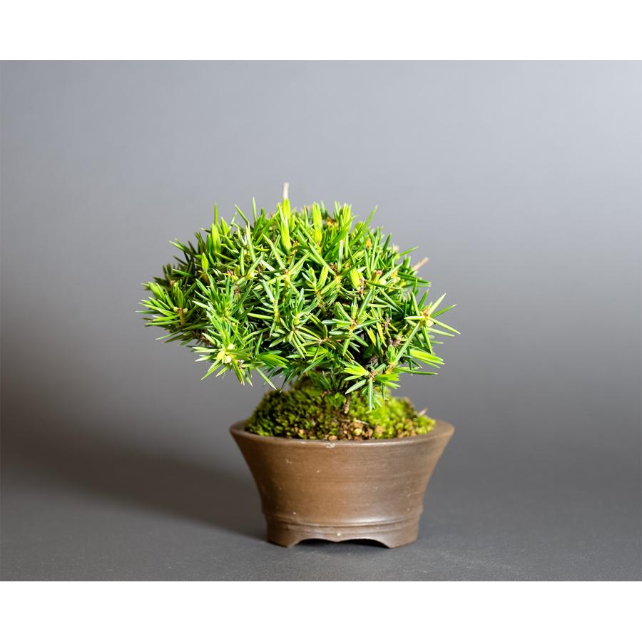 ミニ盆栽　トショウ盆栽　杜松（としょう・小盆栽 杜松）小さな盆栽　4380 |  | 02