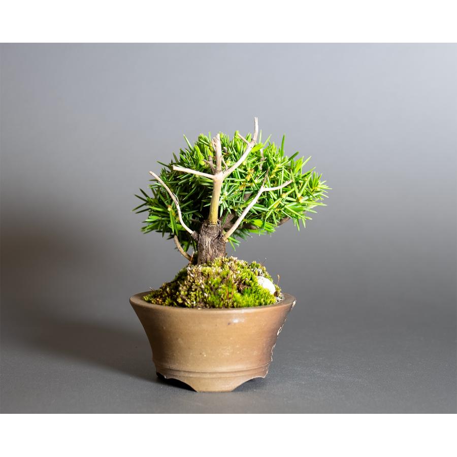ミニ盆栽　トショウ盆栽　杜松（としょう・小盆栽 杜松）小さな盆栽　4380 |  | 03