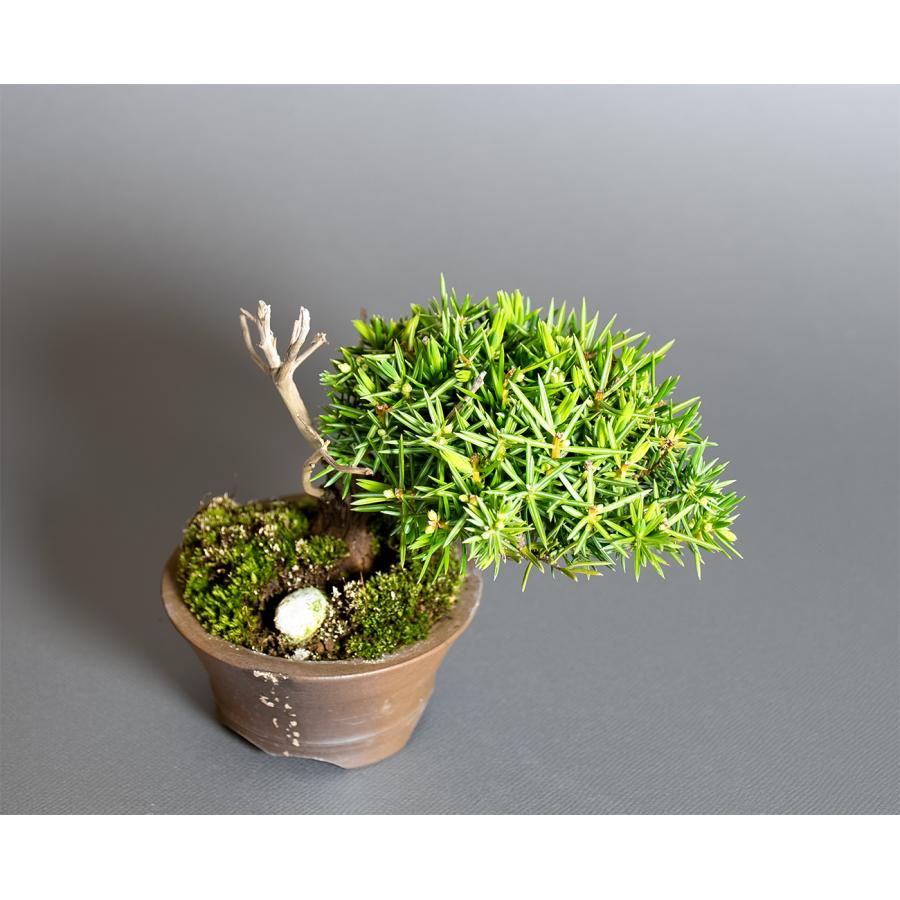 ミニ盆栽　トショウ盆栽　杜松（としょう・小盆栽 杜松）小さな盆栽　4380 |  | 04