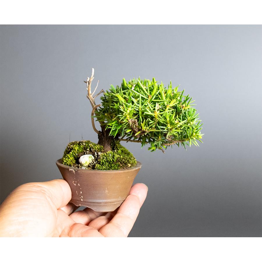 ミニ盆栽　トショウ盆栽　杜松（としょう・小盆栽 杜松）小さな盆栽　4380 |  | 05