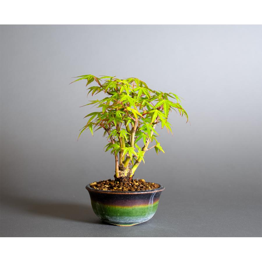 ミニ盆栽　織姫もみじ盆栽（おりひめもみじ・豆盆栽 織姫もみじ）小さな盆栽　4381 | 