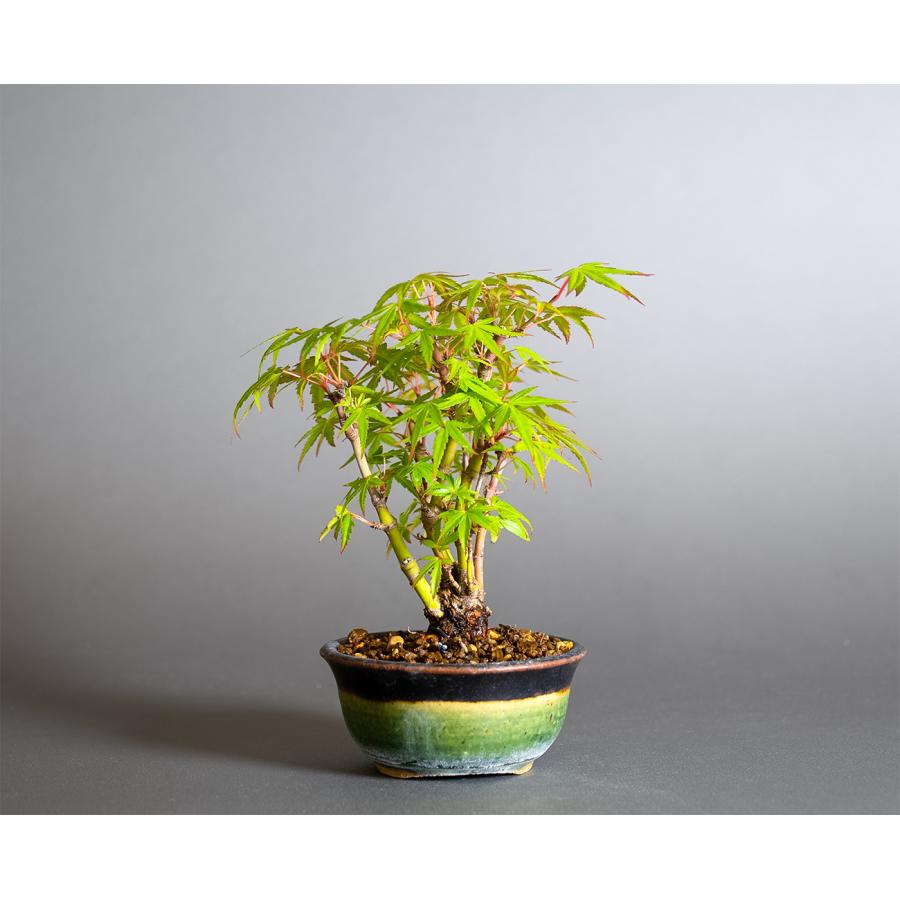 ミニ盆栽　織姫もみじ盆栽（おりひめもみじ・豆盆栽 織姫もみじ）小さな盆栽　4381 |  | 01