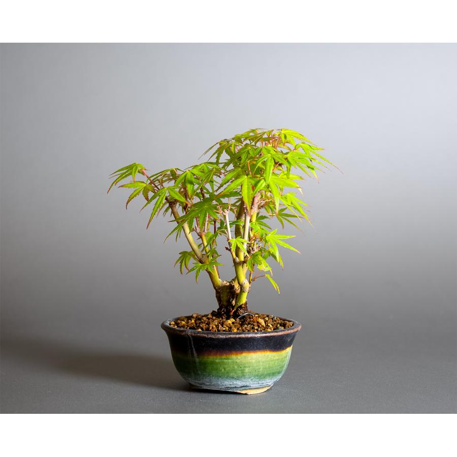 ミニ盆栽　織姫もみじ盆栽（おりひめもみじ・豆盆栽 織姫もみじ）小さな盆栽　4381 |  | 02