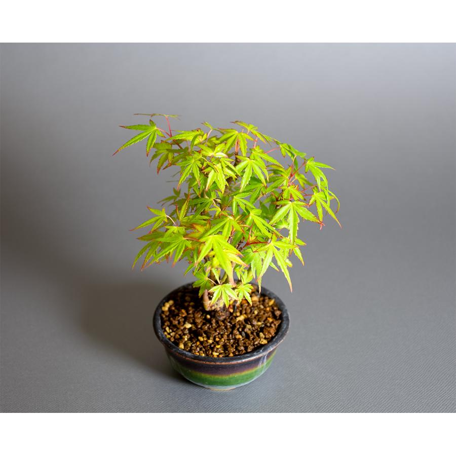 ミニ盆栽　織姫もみじ盆栽（おりひめもみじ・豆盆栽 織姫もみじ）小さな盆栽　4381 |  | 04