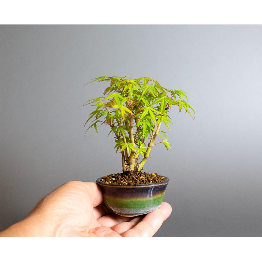 ミニ盆栽　織姫もみじ盆栽（おりひめもみじ・豆盆栽 織姫もみじ）小さな盆栽　4381 |  | 05