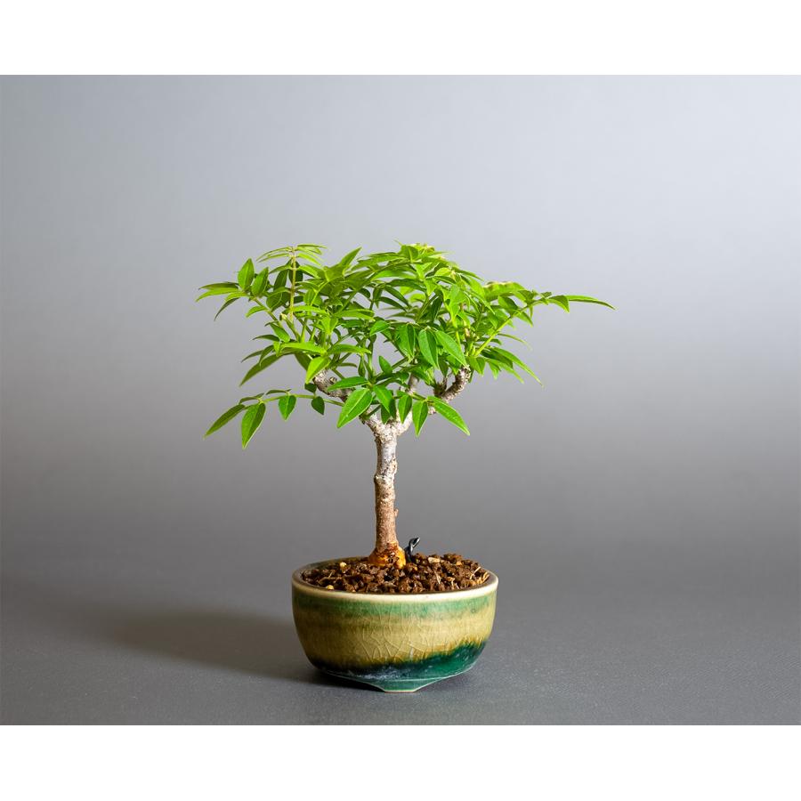 盆栽　コフジ盆栽（こふじ・ミニ 小藤盆栽）小品盆栽　4383 | 