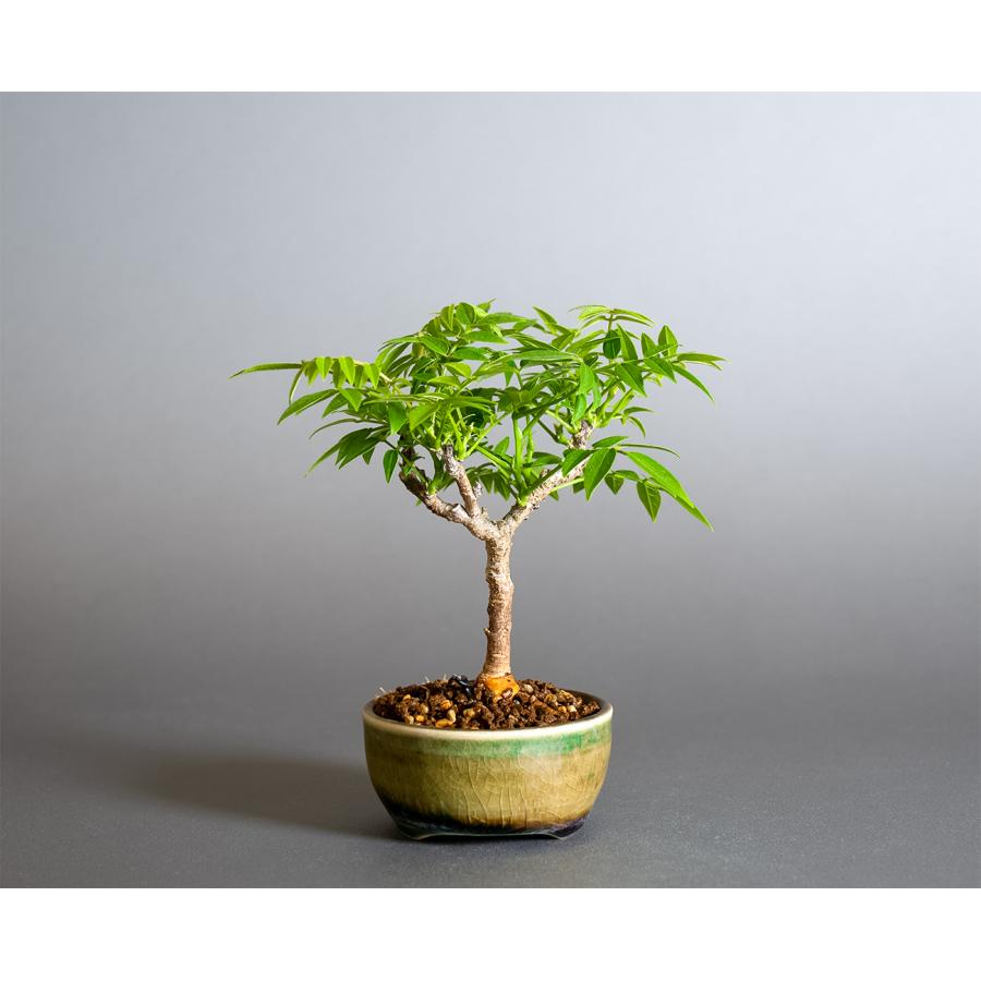 盆栽　コフジ盆栽（こふじ・ミニ 小藤盆栽）小品盆栽　4383 |  | 01