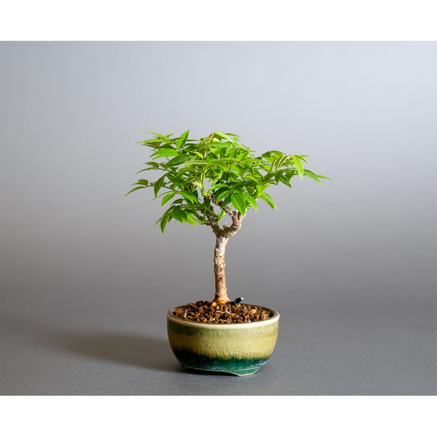 盆栽　コフジ盆栽（こふじ・ミニ 小藤盆栽）小品盆栽　4383 |  | 02