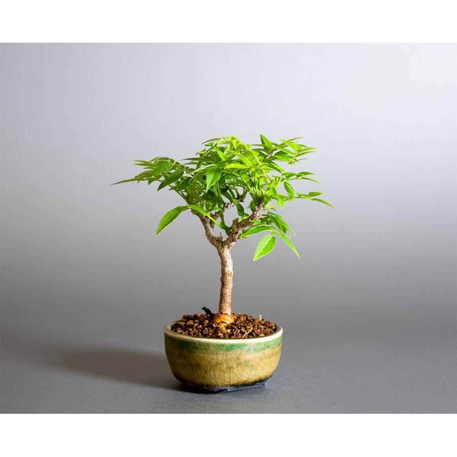 盆栽　コフジ盆栽（こふじ・ミニ 小藤盆栽）小品盆栽　4383 |  | 03