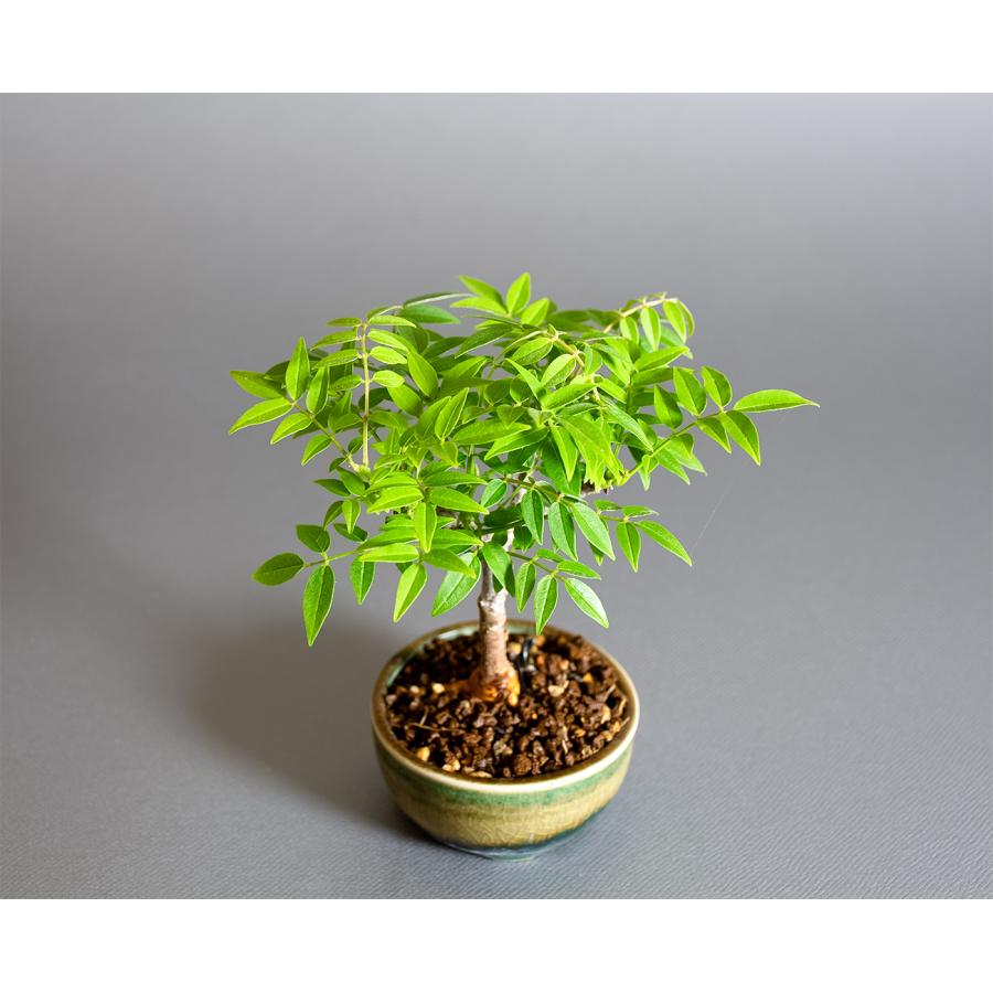 盆栽　コフジ盆栽（こふじ・ミニ 小藤盆栽）小品盆栽　4383 |  | 04