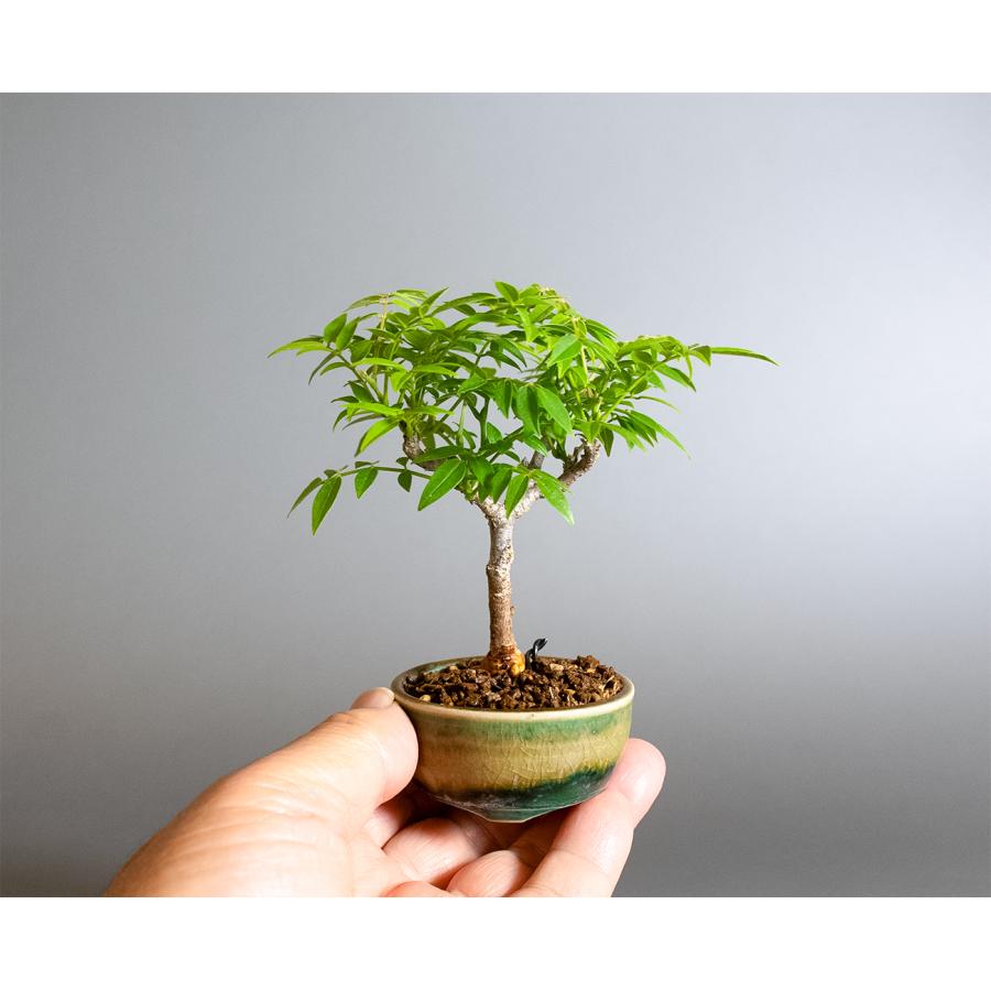 盆栽　コフジ盆栽（こふじ・ミニ 小藤盆栽）小品盆栽　4383 |  | 05