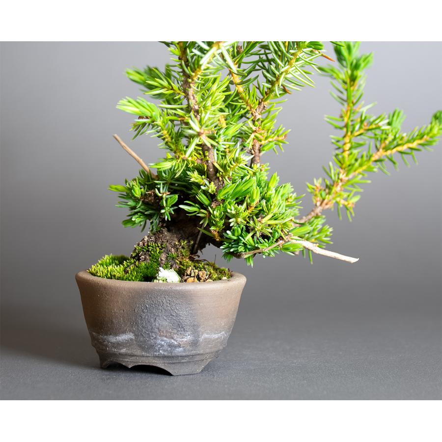 プチ盆栽　トショウ盆栽　杜松（としょう・ミニ盆栽 杜松）小さな盆栽　4384 |  | 01