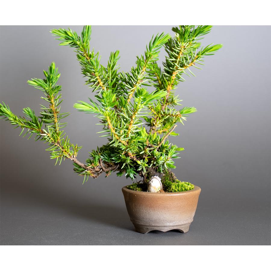 プチ盆栽　トショウ盆栽　杜松（としょう・ミニ盆栽 杜松）小さな盆栽　4384 |  | 02