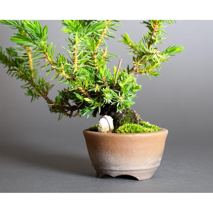 プチ盆栽　トショウ盆栽　杜松（としょう・ミニ盆栽 杜松）小さな盆栽　4384 |  | 03