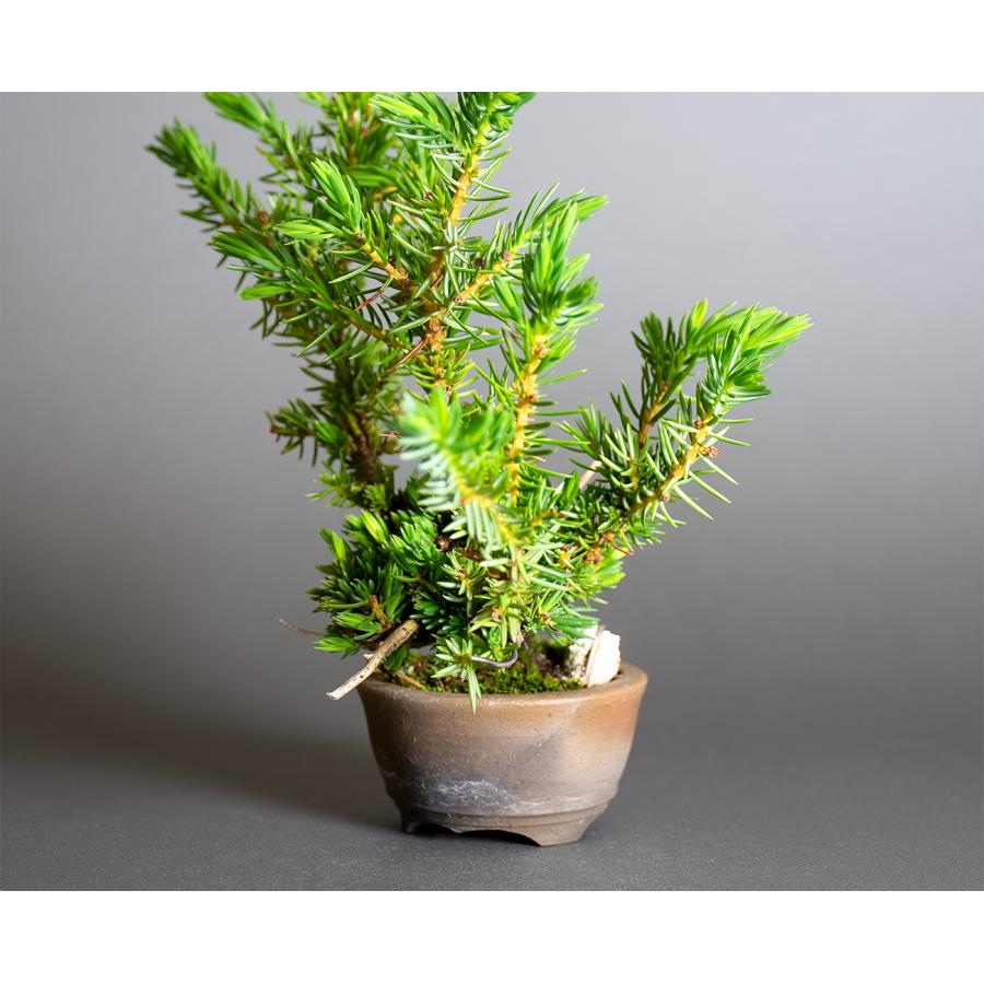 プチ盆栽　トショウ盆栽　杜松（としょう・ミニ盆栽 杜松）小さな盆栽　4384 |  | 04