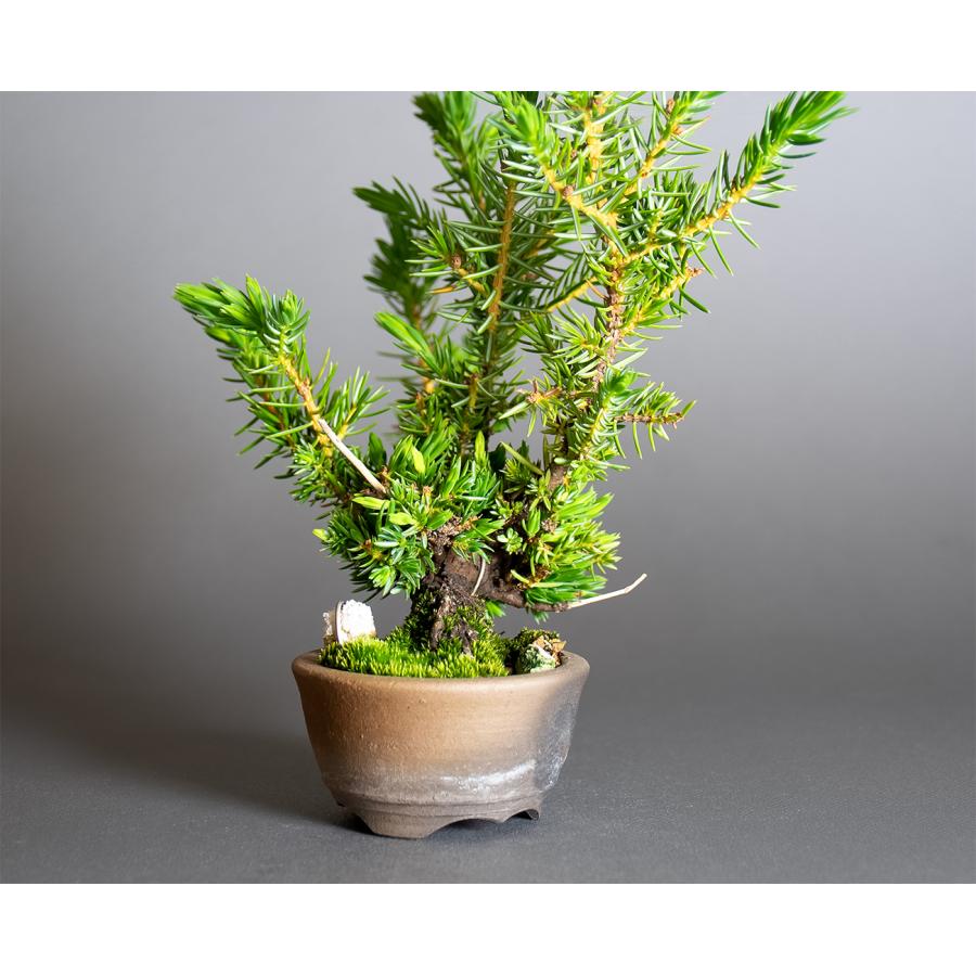 プチ盆栽　トショウ盆栽　杜松（としょう・ミニ盆栽 杜松）小さな盆栽　4384 |  | 05