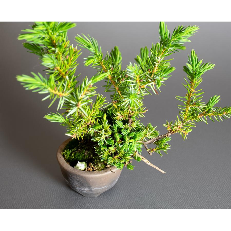 プチ盆栽　トショウ盆栽　杜松（としょう・ミニ盆栽 杜松）小さな盆栽　4384 |  | 06