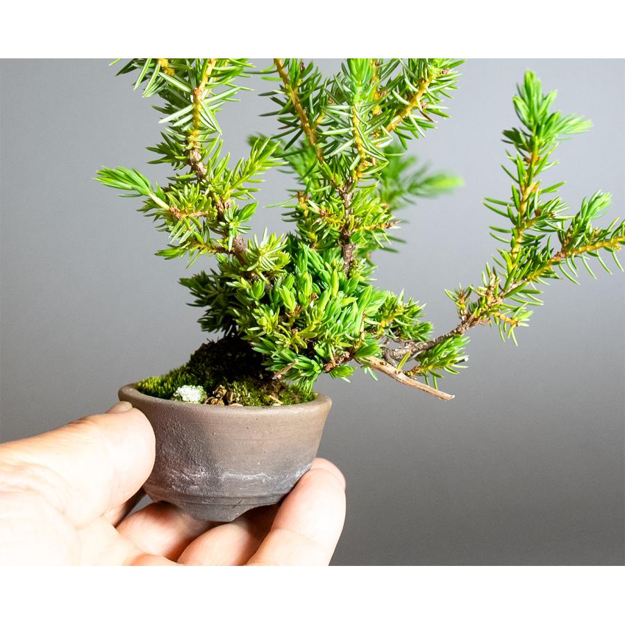 プチ盆栽　トショウ盆栽　杜松（としょう・ミニ盆栽 杜松）小さな盆栽　4384 |  | 07