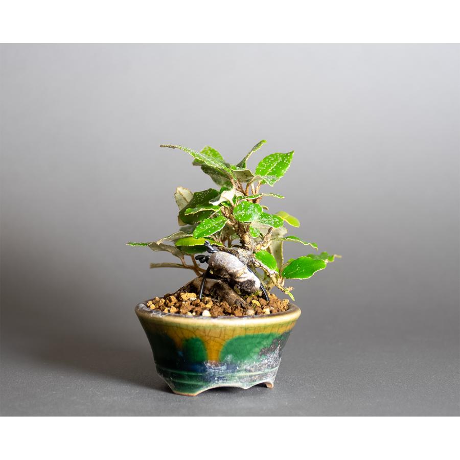 ミニ盆栽　カングミ盆栽　寒茱萸（かんぐみ・寒茱萸盆栽）小さな盆栽　4386 |  | 03