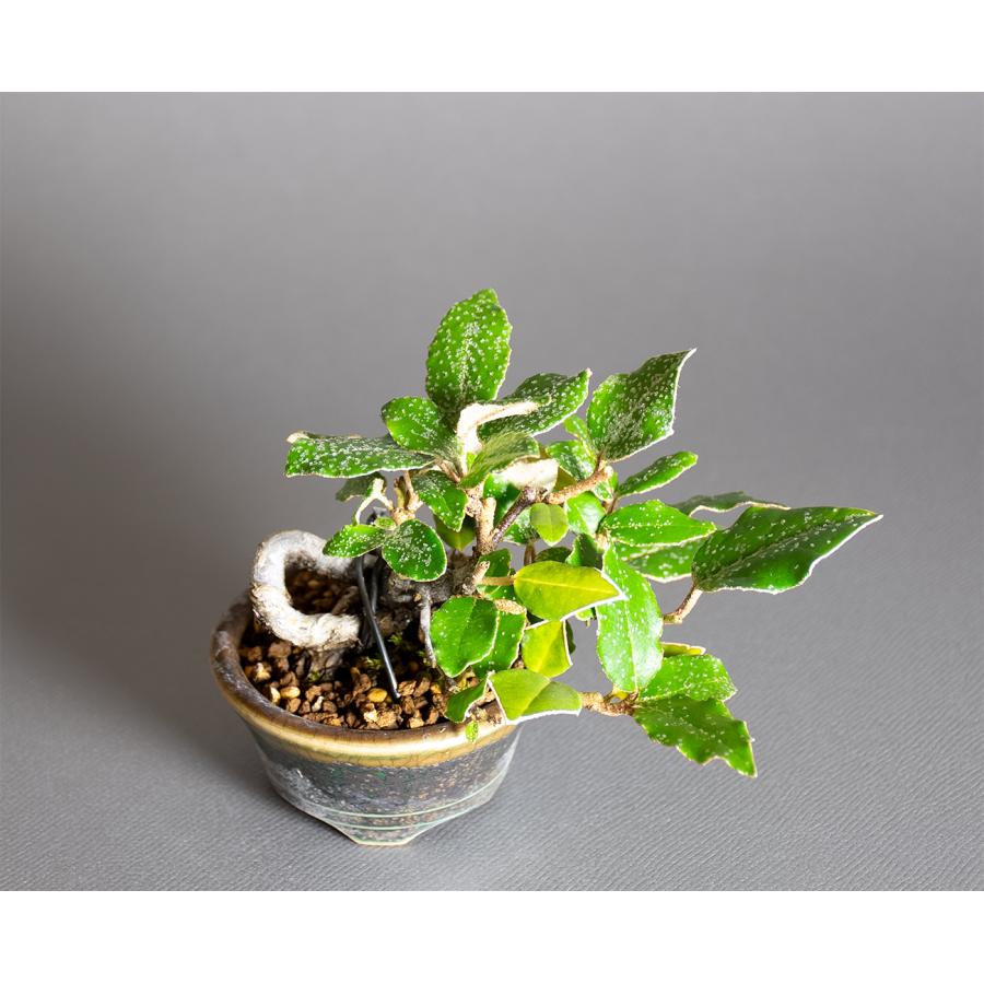 ミニ盆栽　カングミ盆栽　寒茱萸（かんぐみ・寒茱萸盆栽）小さな盆栽　4386 |  | 04