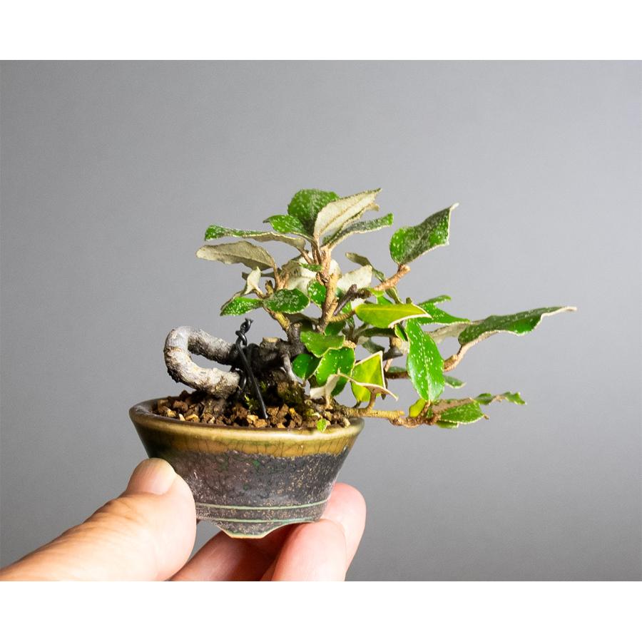 ミニ盆栽　カングミ盆栽　寒茱萸（かんぐみ・寒茱萸盆栽）小さな盆栽　4386 |  | 05