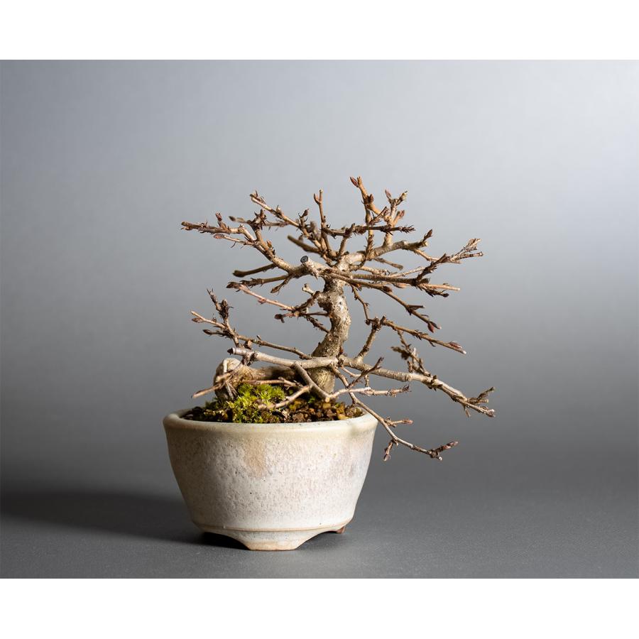 ミニ盆栽 イワシデ盆栽 岩四手（いわしで・岩四手盆栽）小さな盆栽