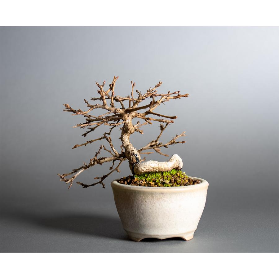 ミニ盆栽 イワシデ盆栽 岩四手（いわしで・岩四手盆栽）小さな盆栽